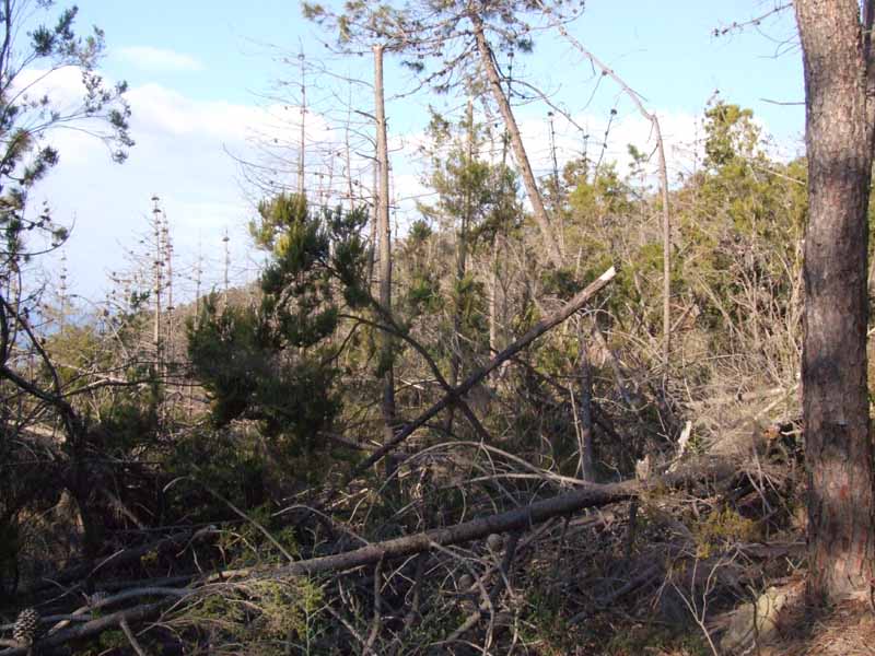 Pinete in pericolo
